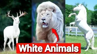 Top 5 most beautiful WHITE Animals in the World