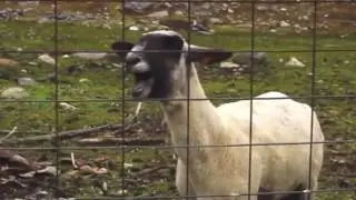 Castin Biber - Baby / Goat remix!!
