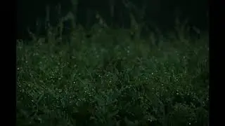 Lil Xtra - Get Lost In The Tall Grass (Prod. Sorrow Bringer)