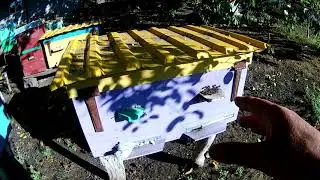 Пчеловодство 2020  Пчелиная семья которая не разу не сокращалась