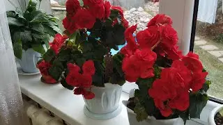 Ох уж эта бегония 😍😍 Бегония элатиор как помочь зацвести обильно#цветы #бегонияэлатиор#бегония