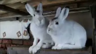White hare in winter. Hares turn white in winter.