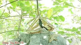 Chòe Lửa Mồi Gọi Bổi • Luyện Giọng Chòe Lửa Rừng