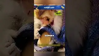 Friendship between a macaque and a cobra 😮🐍🐒