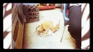 حنان الأم فى القطط