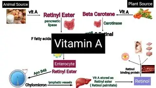 Vitamin A (Retinoids) Absorption, Functions, deficiency, Toxicity #vitamin #biochemistry