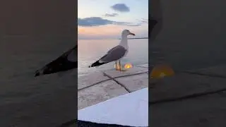 Making Friends with a Seagull #shorts #birds #friends