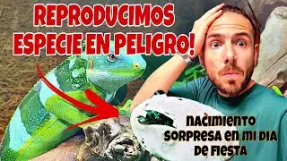 NUEVO NACIMIENTO de una ESPECIE IMPRESIONANTE! -la PRIMERA COMIDA de los VARANOS! y mucho mas...