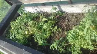 Урожай 18 08 2024 Томаты,  сорт Приполярный, снято уже около 40кг.