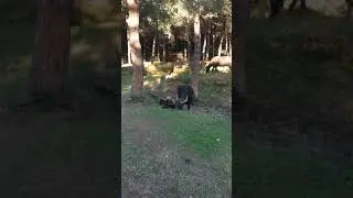 İstanbul da Manda sürüsünün çamur keyfi.