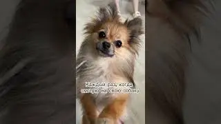 #собака