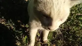 Comedy! Cat (Animal). What Does the Cat Say?  Stand up comedy. 