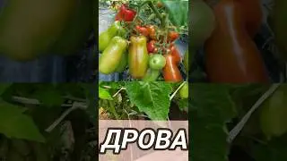 Томат ДРОВА! Надо ли пасынковать