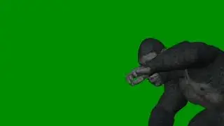 Gorilla Green Screen video