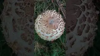 Гриб-зо́нтик пёстрый, лат. Macrolepiota procera Гриб-зонтик большой Кролевский шампиньон
