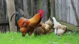 Beautiful Hens || Fency Hens || Beauty Of Hens || Beautiful Birds || Egg Laying Hens || Hens
