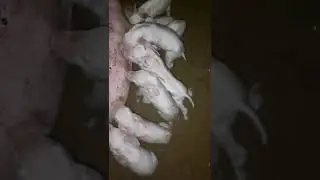Новорожденные поросята!Бой за титю!  