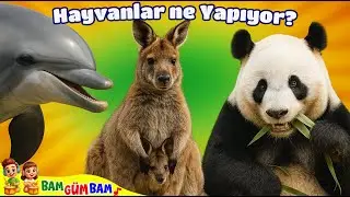 Hayvanlar Ne Yapıyor? -3- Çocuk Şarkısı | Çocuklar için eğitici ve eğlenceli videolar