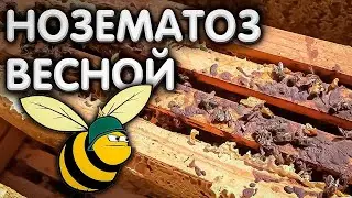НОЗЕМАТОЗ у ПЧЁЛ в весенний период.