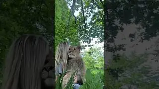 O2 lions