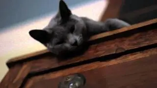 Russian Blue Cat 