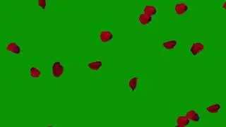 Free Green Screen : Rose Petals Falling : 