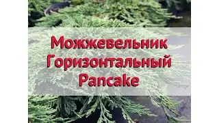 Можжевельник горизонтальный 🌿 Обзор: посадка и уход. крупномеры: описание и особенности