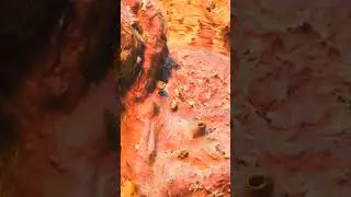 САМАЯ ОПАСНАЯ РЫБА В ВОДЕ 