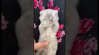 Берегите мимимиметры