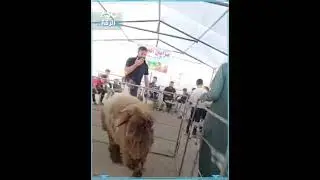 مزاد علني نادر للمواشي النادرة والفريدة في ريف الطبقة