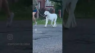 1 сентября #алабаи #питомникалабаев #сао