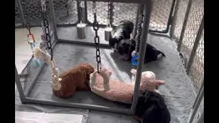 Cavalier Puppies Playing