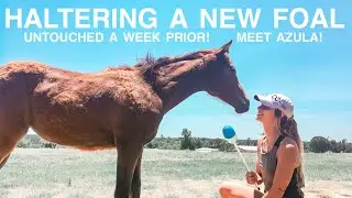 HALTER TRAINING A NEW FOAL // Azula