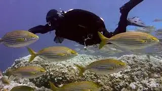 Immerse yourself in the beauty of nature with this video