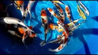 koi for sale 4 1 2014