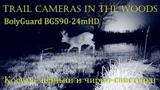 Косуля, черныш и чирки-свистунки BOLYGUARD BG590-24mHD