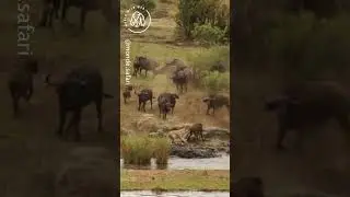 Buffalo Herd Save Baby from Lion Attack 🦁🦁 World Wild Web 