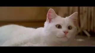 Волуа – Котлеты, коты