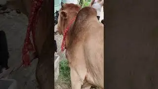 কোরবানির গরু ২০২৪