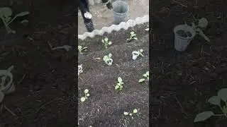 Рання Капуста - висадка у грунт