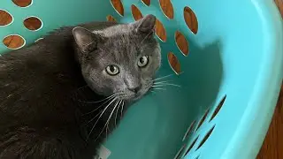The Boy Is A Menace (Basket Edition)
