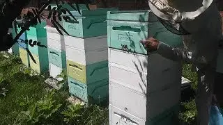 получилось заиметь две матки в одном улье