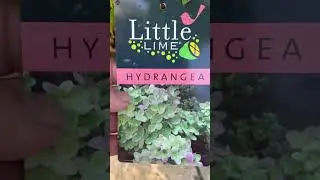 Гортензия метельчатая Литл Лайм/Little Lime®((Jane))/Little Lime, карлик для сада.