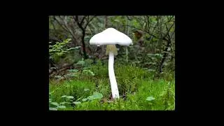 Мухомор вонючий (белая поганка)