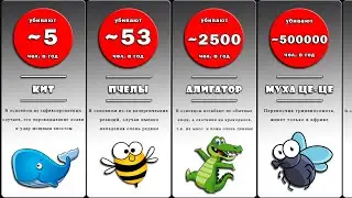 Сравнение: Самые опасные животные в мире