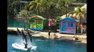 Dolphin Show Gold coast shorts