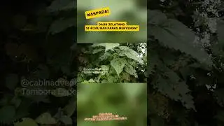WASPADA!! ❌❌ DAUN JELATANG: SI HIJAU NAN PANAS MENYENGAT