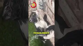 Fallos En La Realidad 😮 Parte 14 
