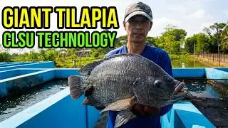 Giant Tilapia Farming
