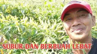 Tanpa pengolahan lahan cabe tetap subur